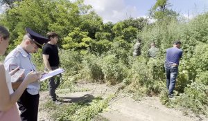 В Новопокровском районе полицейские уничтожили более двух тысяч кустов дикорастущей конопли
